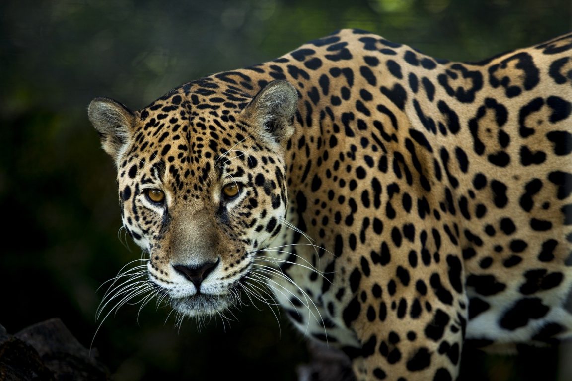 JAGUAR