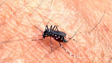 moustique Aedes aegypti