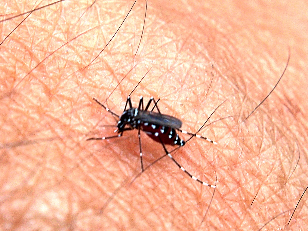 moustique Aedes aegypti