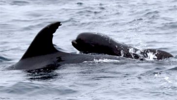 dauphin globicéphales