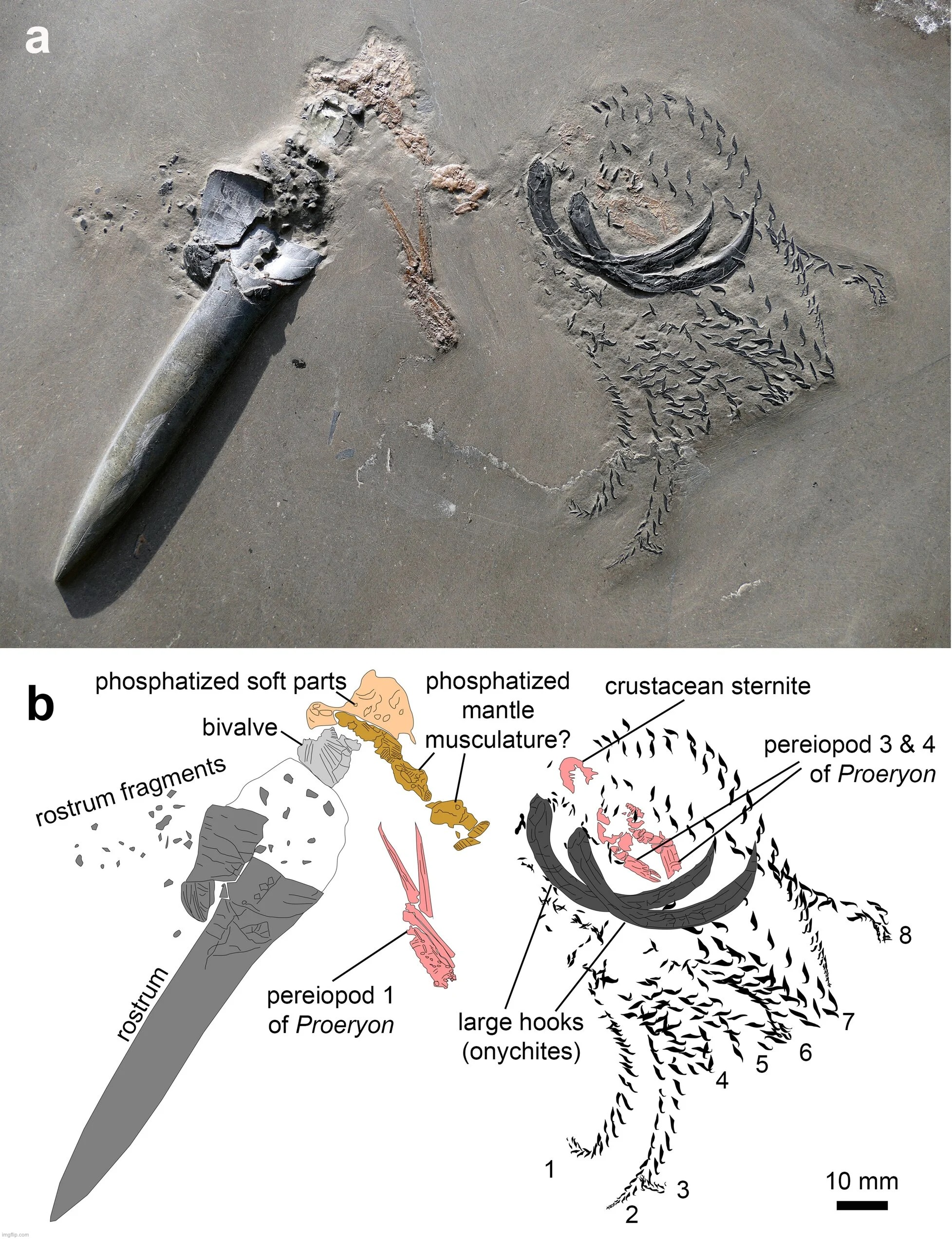 fossiles bélemnite