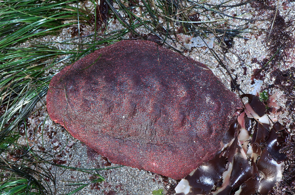 Cryptochiton stelleri pain de viande