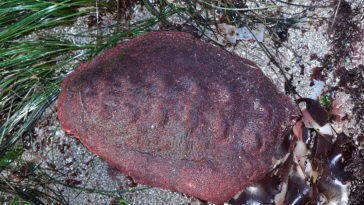 Cryptochiton stelleri pain de viande