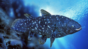 Coelacanthe poisson fossile