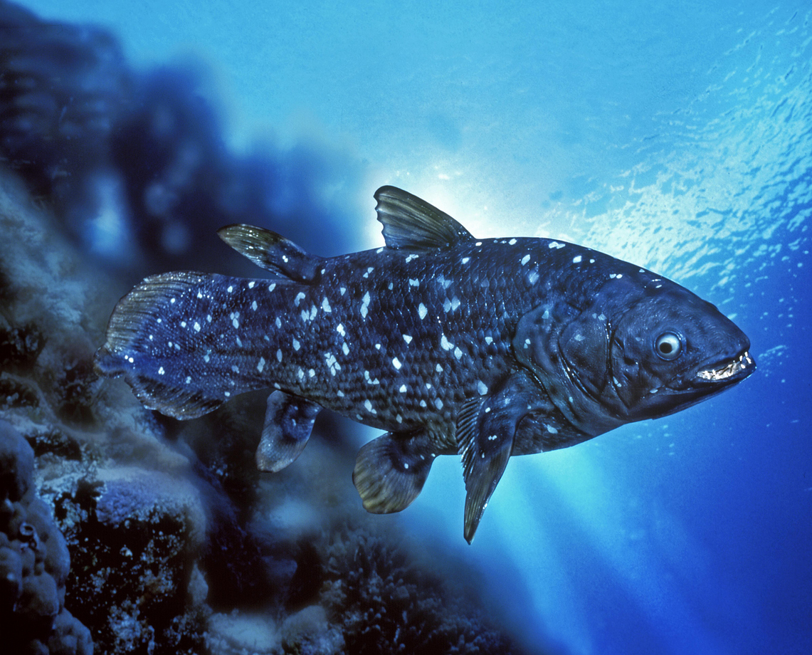 Coelacanthe poisson fossile