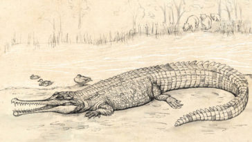 Crocodilidés australie