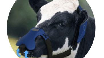 masque vache rots méthane