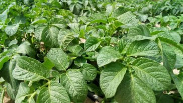 plant pomme de terre