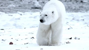 arctique ours polaire