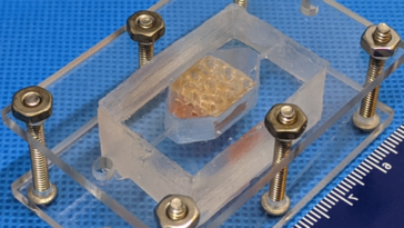 structure vasculaire organe NASA