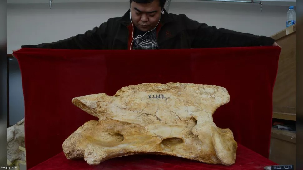 mammifères mammifère rhinocéros