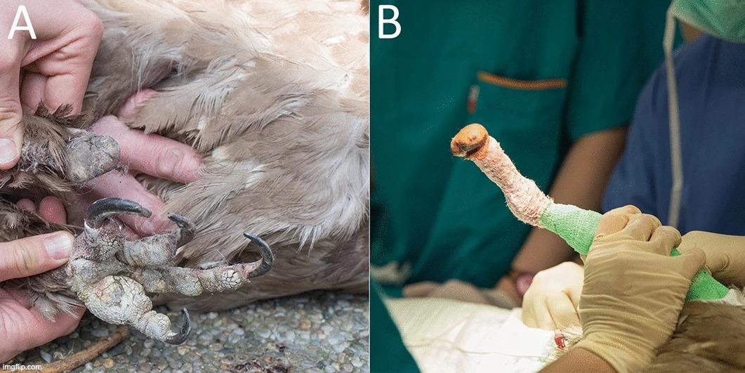 oiseau mia prothèse bionique