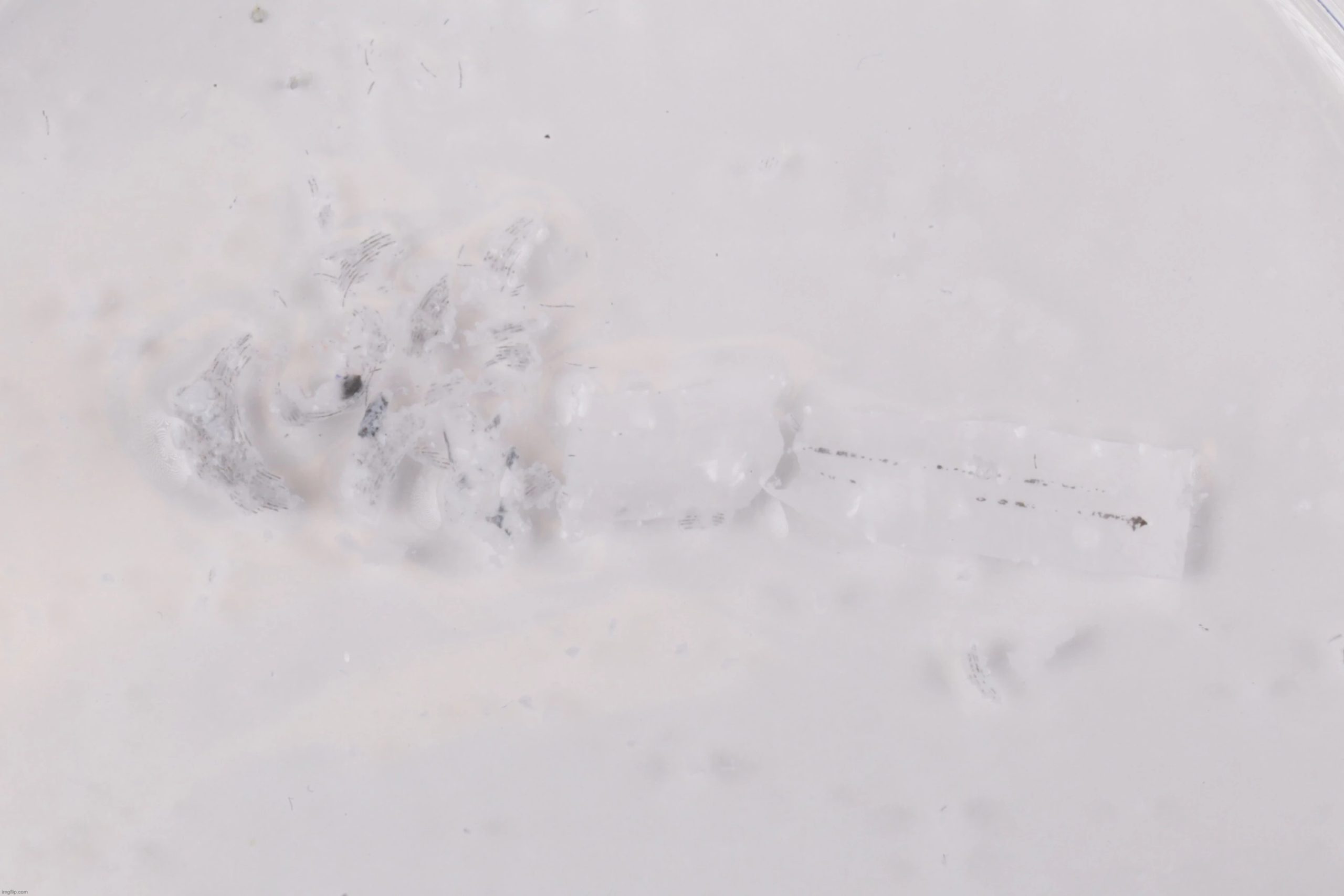 stimulateur cardiaque biocompatible