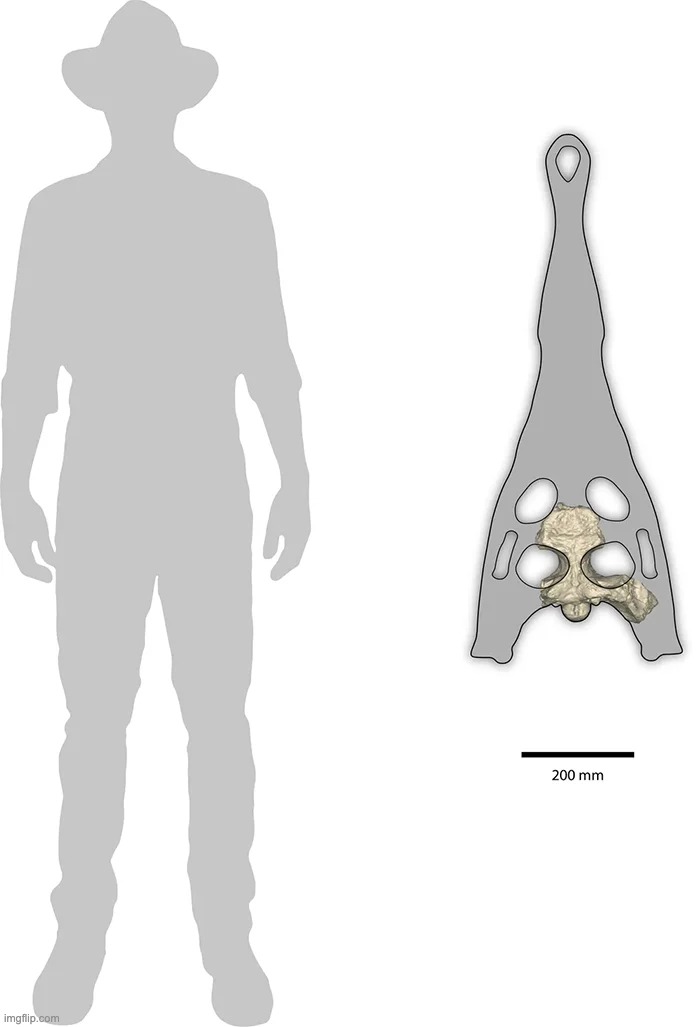 Crocodilidés australie