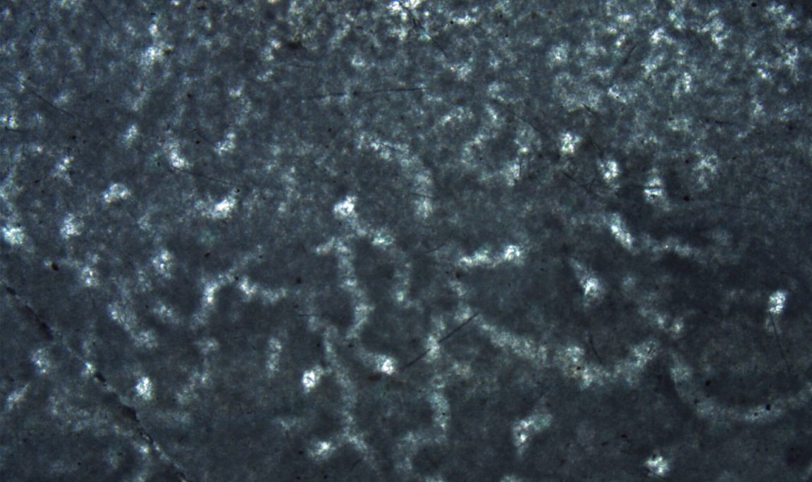 éponges plus anciens animaux sur Terre