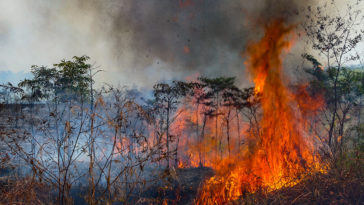 incendie Amazonie 2020