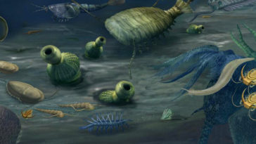 pépinière cambrien