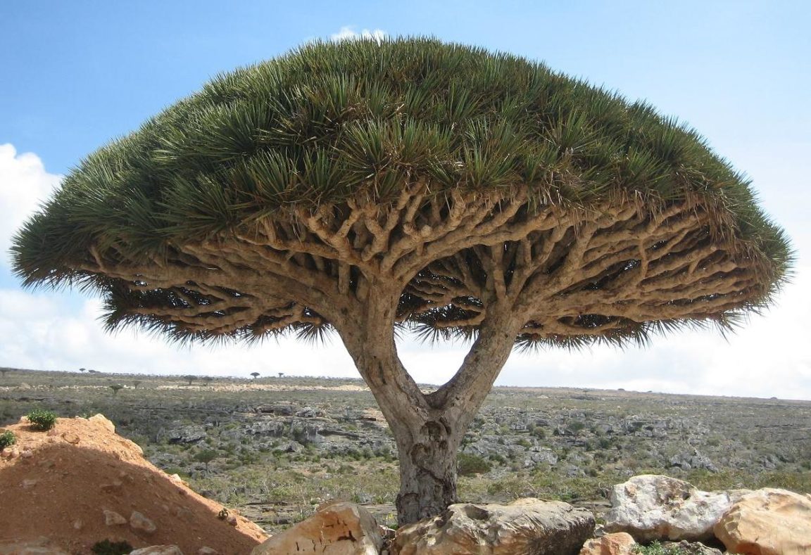 dragonnier socotra