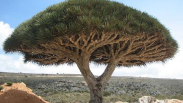 dragonnier socotra