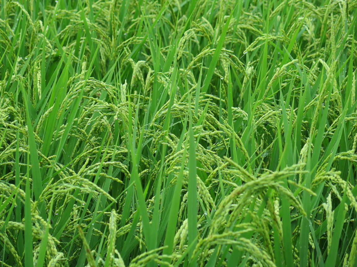 plant riz