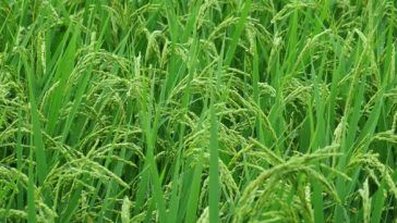 plant riz