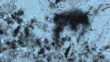 vie 3,4 milliards d'années