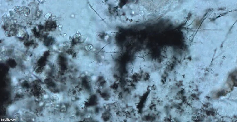 vie 3,4 milliards d'années