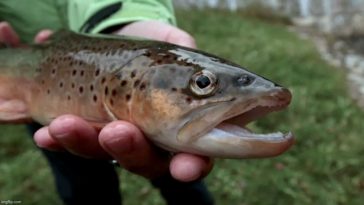 poissons méthamphétamine