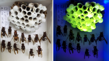 guêpes nid fluorescents