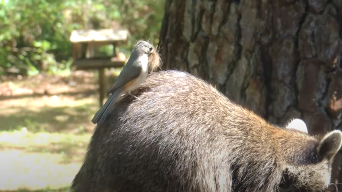oiseaux poils animaux