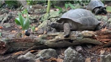 tortue géante oiseau