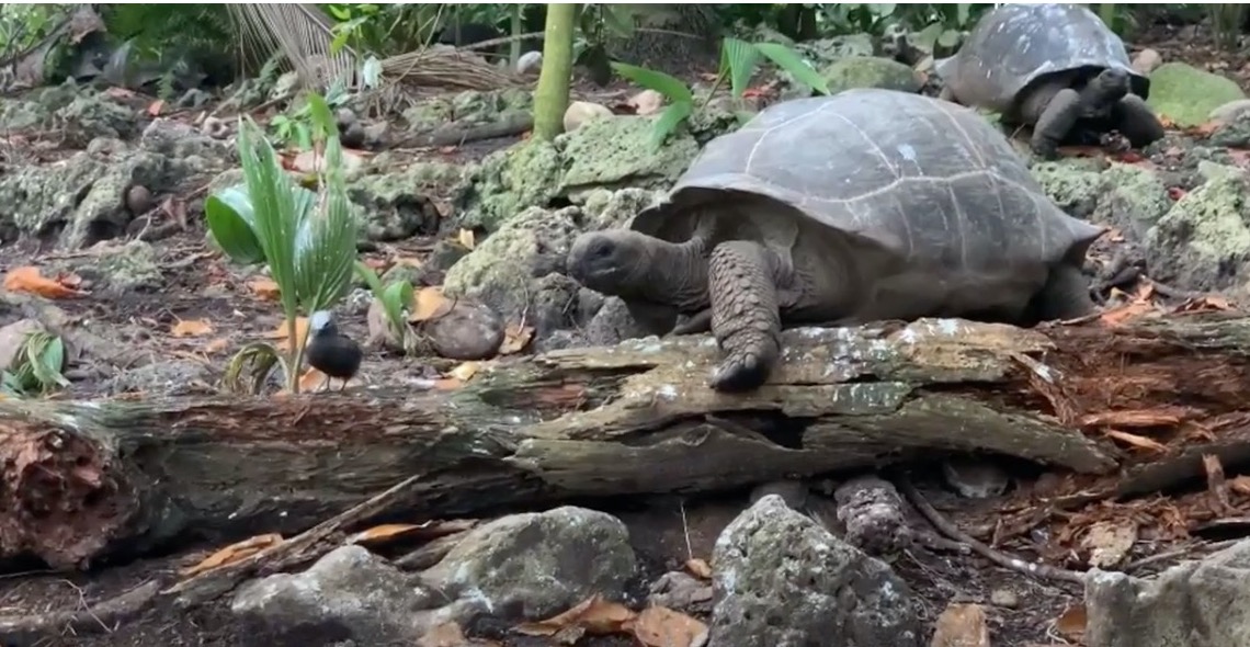 tortue géante oiseau
