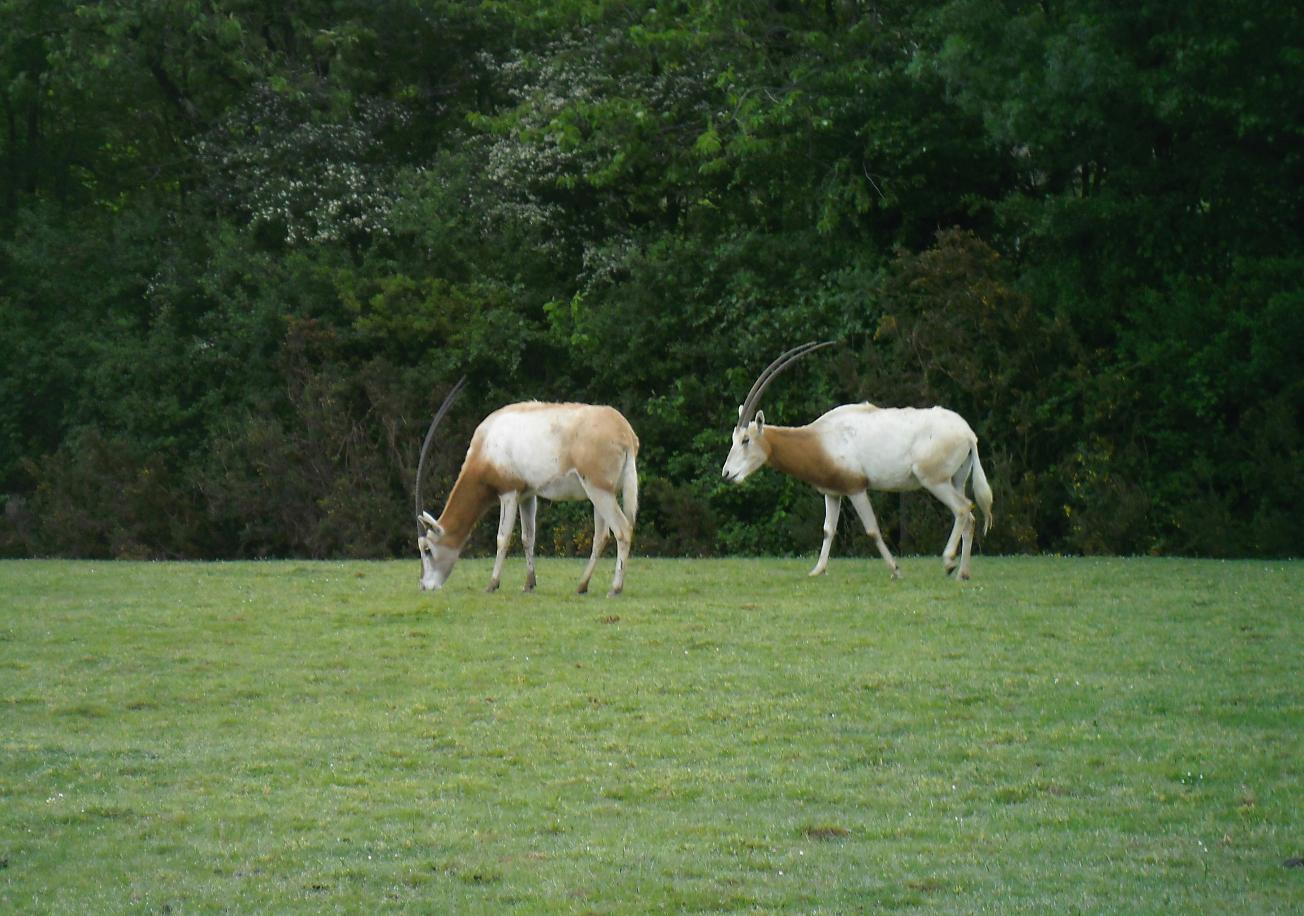 oryx algazelles