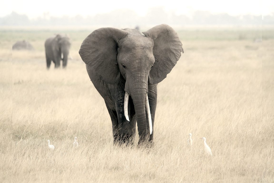 animaux stress post-traumatique