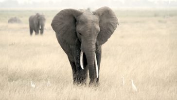 animaux stress post-traumatique