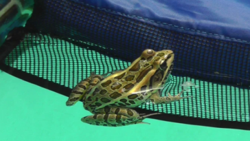 froglog animaux piscine