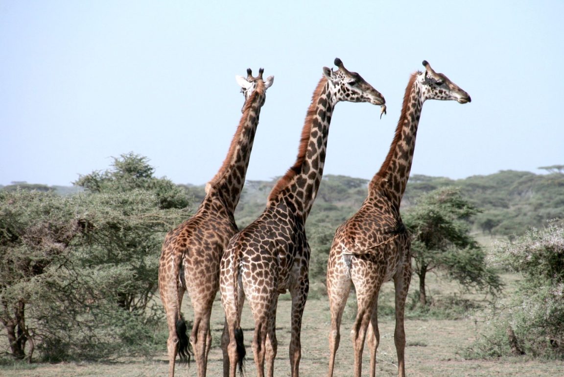 girafes