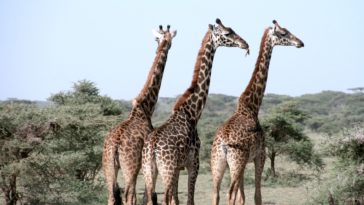 girafes