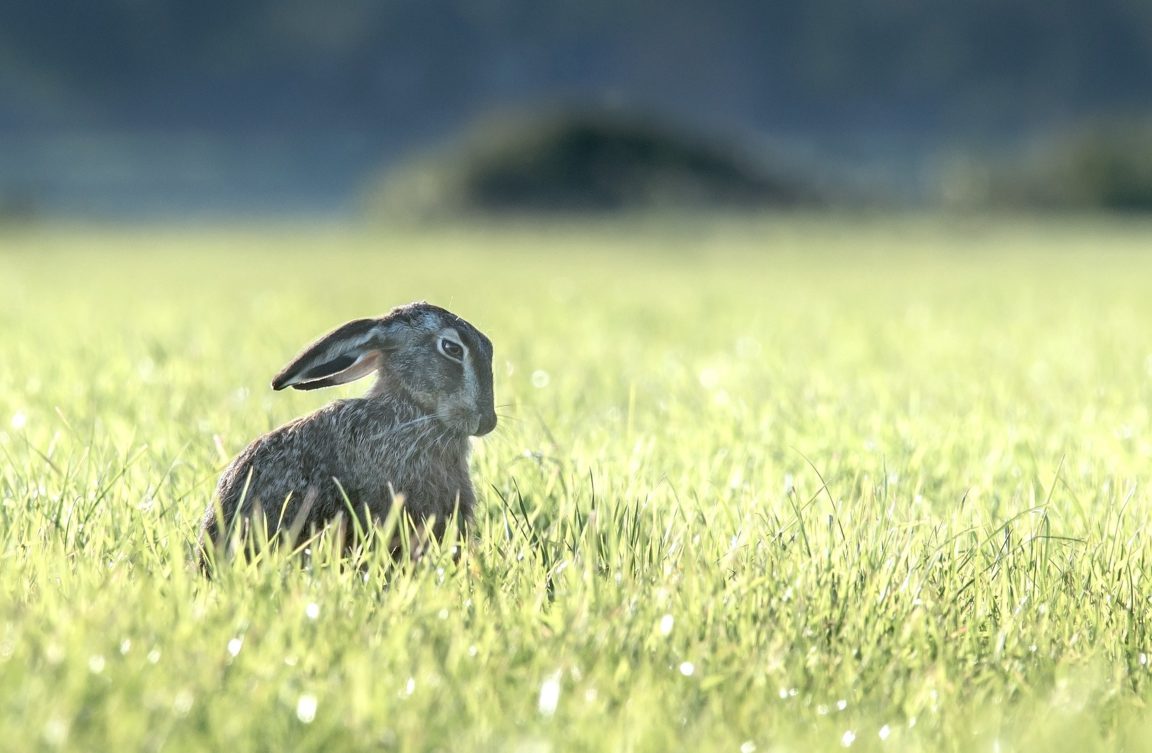 animaux stress post-traumatique