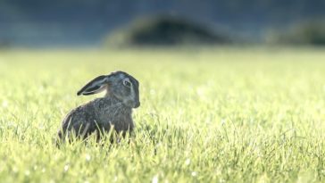animaux stress post-traumatique