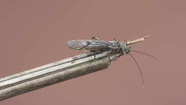Plecoptera mouche de pierre