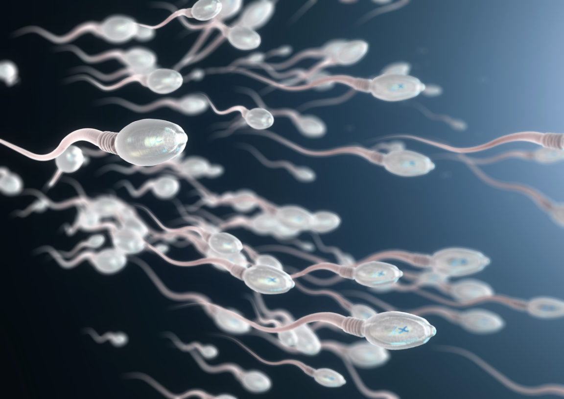 spermatozoides infertilité