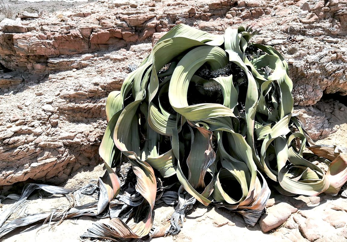 plante Welwitschia mirabilis