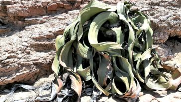 plante Welwitschia mirabilis