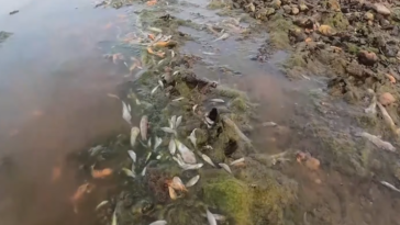 poisson mort mer mineure