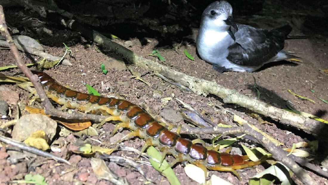 mille-pattes oiseaux