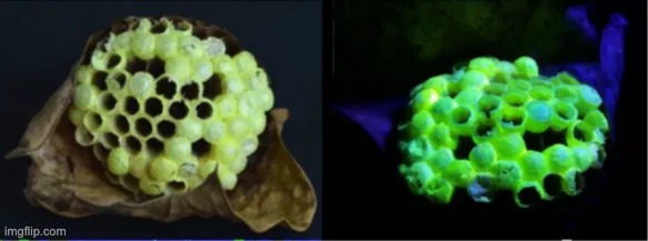 guêpes nid fluorescents