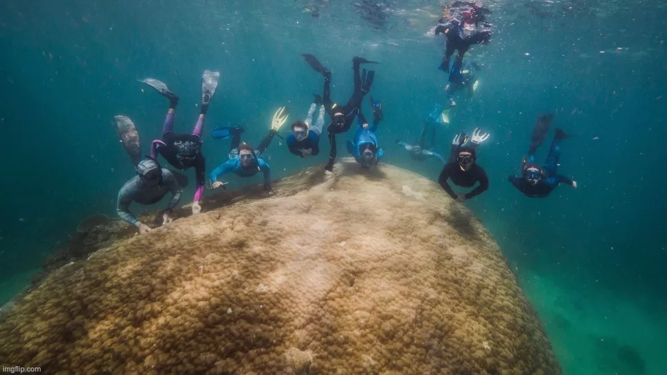coraux grande barrière