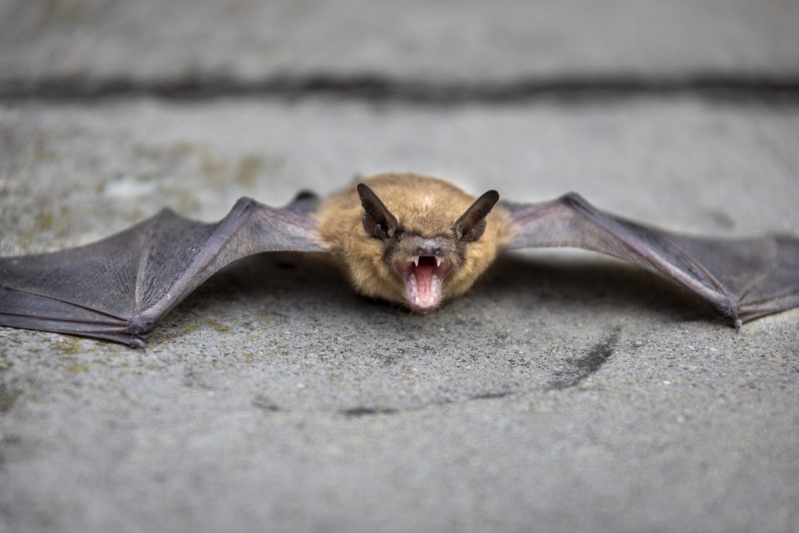 chauve-souris