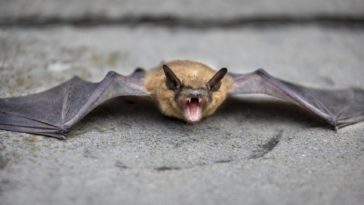 chauve-souris